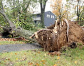 Whole Tree Removal and Trimming