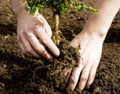 Stump Grinding